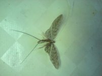 DSC00315.JPG