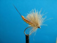 ecduonurus (2).JPG