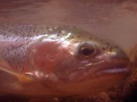 rainbow trout.jpg